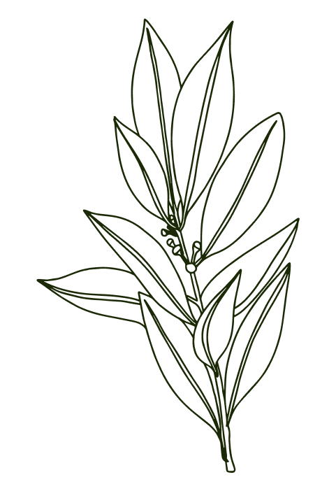 Line drawing of a leafy branch.